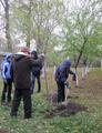 Акция «Посади дерево»