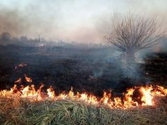 Пожарная безопасность в природных экосистемах 